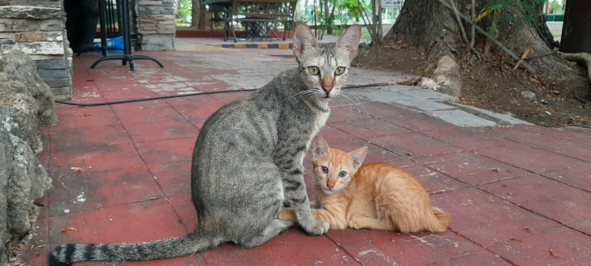 Loose Cats in Tahanan&nbsp;Village
